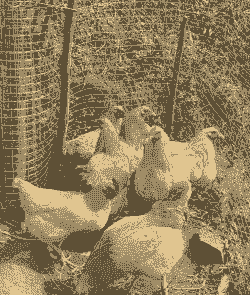 农村土鸡哪种最好做养殖