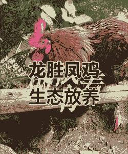 龙凤土鸡种苗怎么养殖好