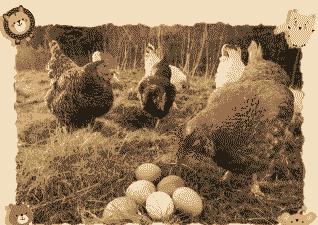 土鸡养殖怎么产蛋快