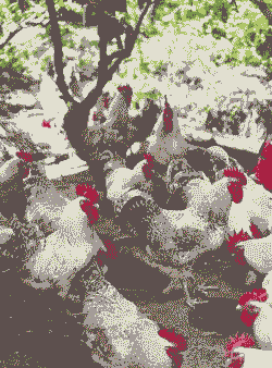 冬梅土鸡养殖方法和技术