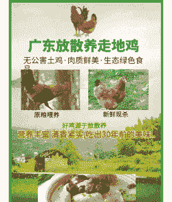 土鸡养殖哪个平台好卖点