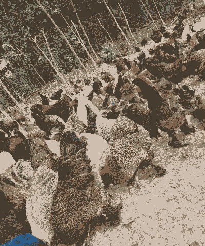 无量山土鸡怎么养殖方法