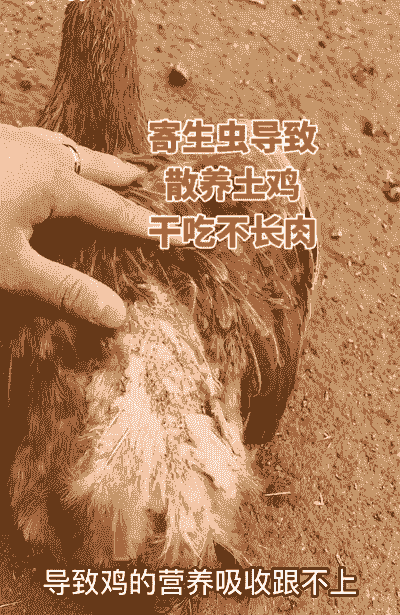 土鸡养殖风险及保障措施