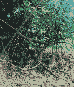 长沙哪里有养殖土鸡的