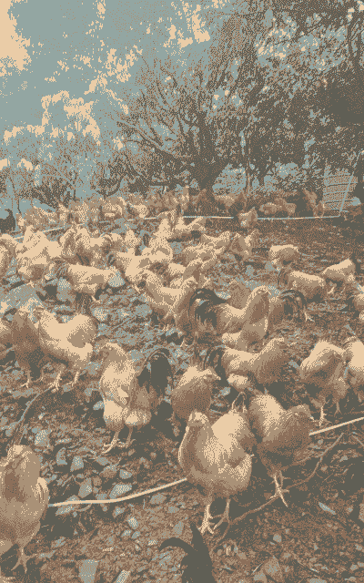 果园散养土鸡养殖方法