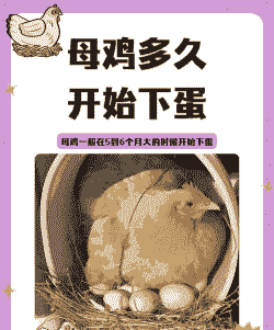 土鸡养殖要多久才生蛋