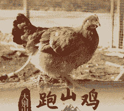 皖南土鸡养殖日龄多少