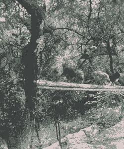 重庆土鸡养殖基地有哪