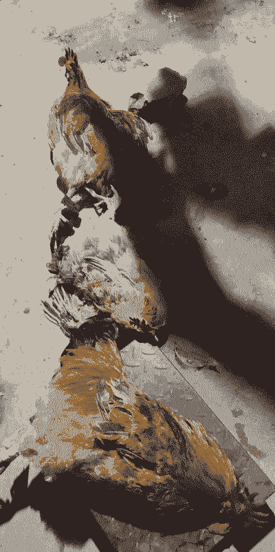 抓小土鸡怎么养殖的