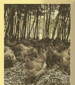 土鸡养殖基地安徽有几家