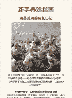 养殖土鸡育雏方法有哪些