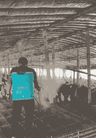 土鸡养殖怎么消毒的好些