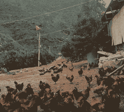 高原养殖土鸡好不好