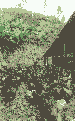 广西瑶土鸡养殖在哪里