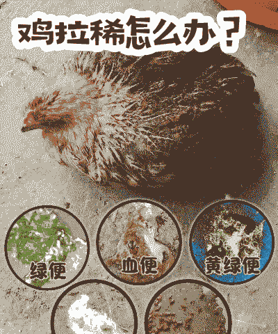 牛粪养殖土鸡好不好