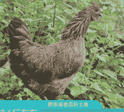 老品种土鸡养殖周期多久