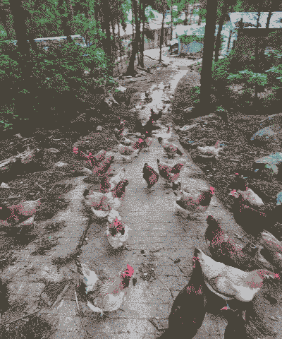 贵州有人养殖贵州土鸡吗