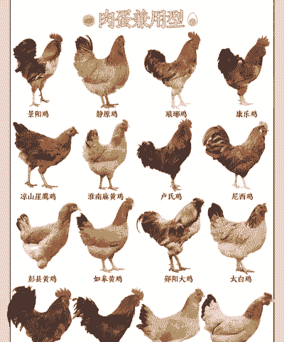 土鸡养殖能养多少只