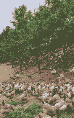 安徽最好的土鸡养殖基地