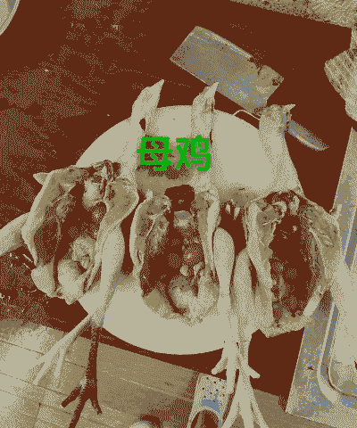 农村土鸡土鸽养殖方案