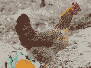 养殖土鸡有什么品种的