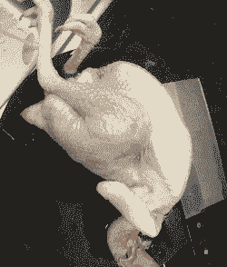 养殖的土鸡怎么处理干净