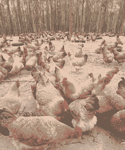 土鸡养殖多少天口味最好