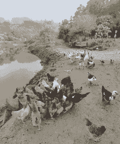 养殖土鸡土鸭挣钱吗