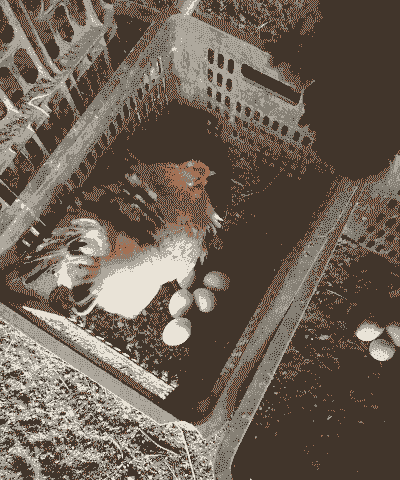 土鸡蛋的家庭养殖方法