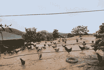 哪里有养殖土鸡的地方