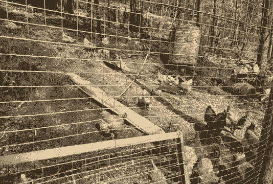 外行人如何养殖土鸡