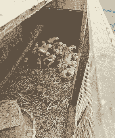 南部土鸡小鸡苗养殖成本