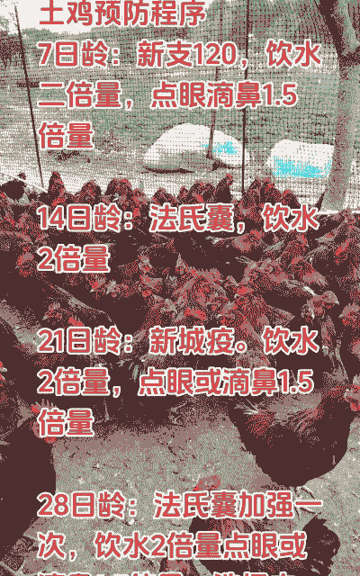 养殖土鸡要打哪些疫苗