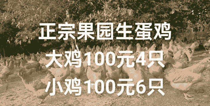 土鸡果园养殖价格表