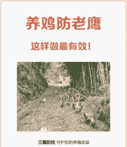 土鸡养殖怎样防老鹰吃