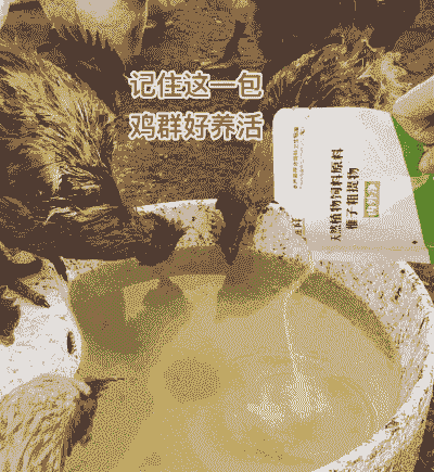 共享土鸡养殖技术和方法