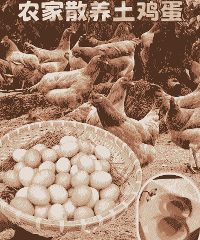 养殖的鸡蛋和土鸡蛋