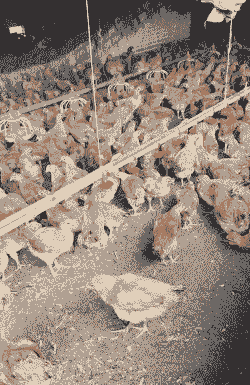 土鸡养殖用什么温度最好