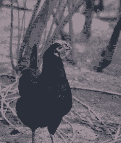 黑羽生态土鸡怎么养殖