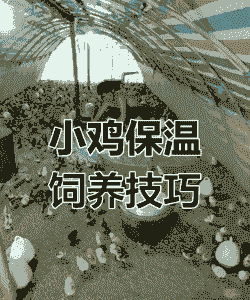 养殖土鸡怎么保温好些呢