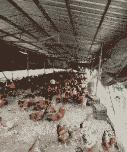 土鸡养殖需要多大的地方