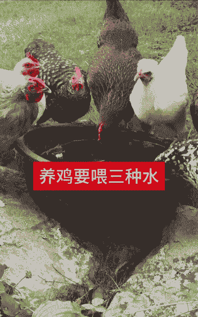 养殖土鸡能不能放水