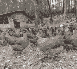 广东养殖土鸡哪里好做点