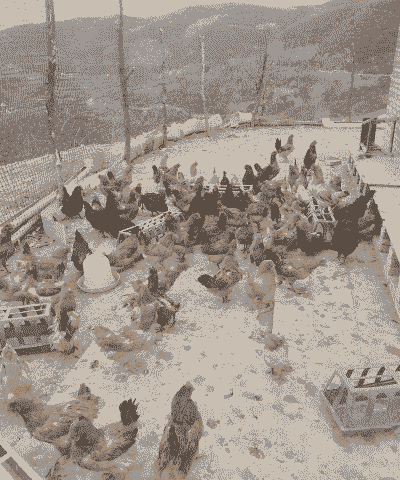 土鸡如何循环养殖的好