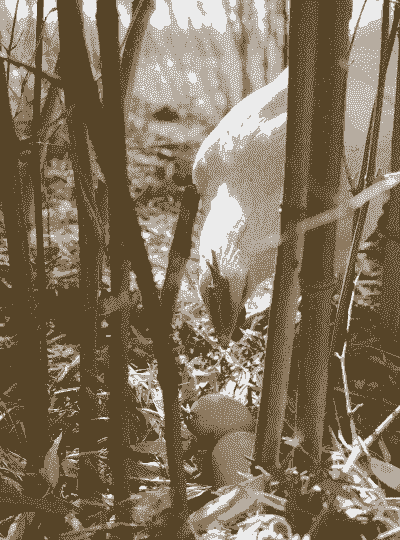 竹林土鸡蛋怎么养殖好看