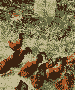 种什么果树能养殖土鸡