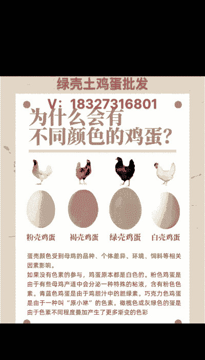 养殖鸡蛋和土鸡蛋营养