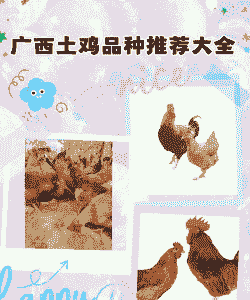 柳州土鸡养殖户名单