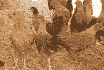 湖北哪里养殖土鸡多些啊