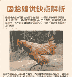 土鸡养殖的优势和劣势
